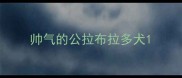 帅气的公拉布拉多犬