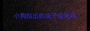 小狗拉出的虫子会死吗