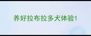 养好拉布拉多犬体验