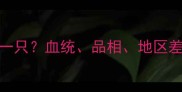 拉布拉多犬多少钱一只血统品相地区差异及购买避坑指南