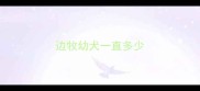 边牧幼犬一直多少