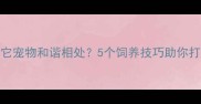 哈士奇为何容易与其它宠物和谐相处5个饲养技巧助你打造完美毛孩子社交圈