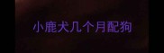 小鹿犬几个月配狗