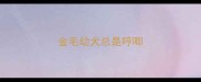 金毛幼犬总是哼唧