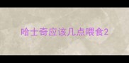 哈士奇应该几点喂食