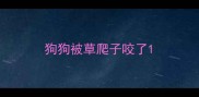 狗狗被草爬子咬了