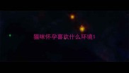 猫咪怀孕喜欢什么环境