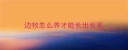 边牧怎么养才能长出长毛