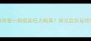 宠物健康科普小狗感染狂犬病毒常见症状与预防措施全