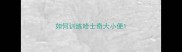 如何训练哈士奇大小便