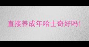 直接养成年哈士奇好吗