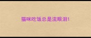 猫咪吃饭总是流眼泪