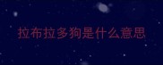 拉布拉多狗是什么意思