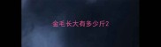 金毛长大有多少斤