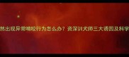泰迪犬突然出现异常啃咬行为怎么办资深训犬师三大诱因及科学应对方案
