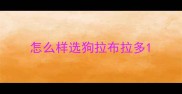 怎么样选狗拉布拉多