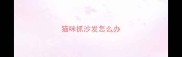 猫咪抓沙发怎么办
