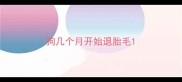 狗几个月开始退胎毛