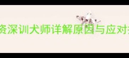 边牧眼屎多怎么办资深训犬师详解原因与应对措施附护理指南