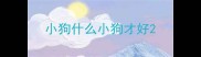 小狗什么小狗才好
