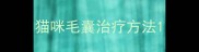 猫咪毛囊治疗方法