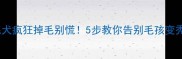 金毛犬疯狂掉毛别慌5步教你告别毛孩变秃孩