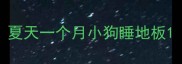 夏天一个月小狗睡地板