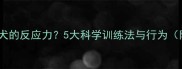 如何训练拉布拉多犬的反应力5大科学训练法与行为附训练视频教程