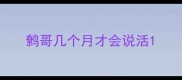鹩哥几个月才会说活
