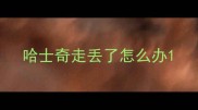 哈士奇走丢了怎么办