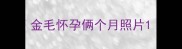 金毛怀孕俩个月照片