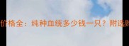 哈士奇幼犬价格全纯种血统多少钱一只附选购避坑指南