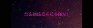怎么训练拉布拉多随从