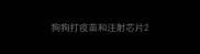 狗狗打疫苗和注射芯片