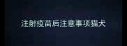 注射疫苗后注意事项猫犬