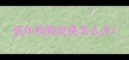 成年狗狗发烧怎么办