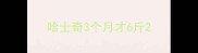 哈士奇3个月才6斤