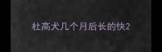 杜高犬几个月后长的快