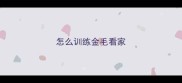 怎么训练金毛看家