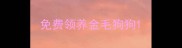 免费领养金毛狗狗