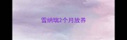 雪纳瑞2个月放养