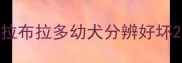 拉布拉多幼犬分辨好坏