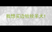 我想买边牧牧羊犬