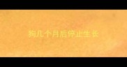 狗几个月后停止生长