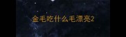 金毛吃什么毛漂亮