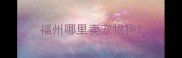 福州哪里卖宠物狗