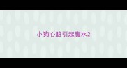 小狗心脏引起腹水