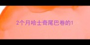 2个月哈士奇尾巴卷的