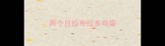 两个月拉布拉多鸡蛋
