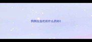 狗狗拉血吃的什么药好